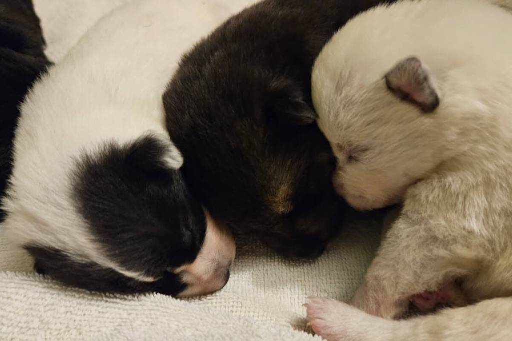 Newborn puppies rescued from car crash near Vernon