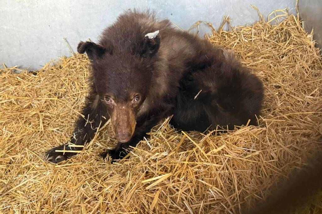 Injured bear cub dies following North Okanagan rescue
