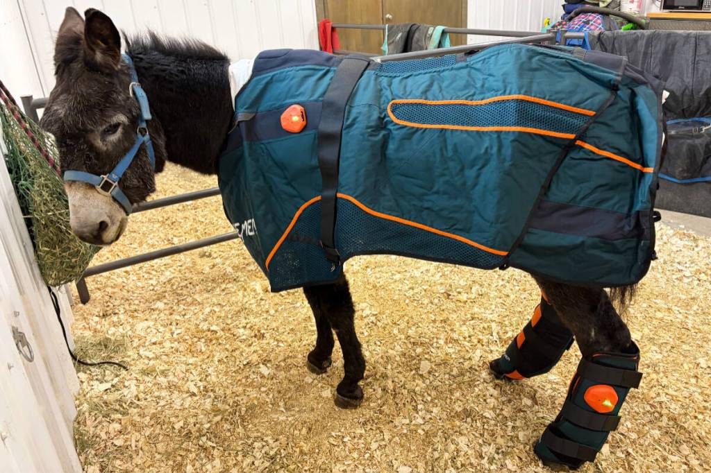The Turtle Valley Donkey Refuge surpassed its winter match fund goal with a total of $129,217, with such fundraisers throughout the year enabling the purchase of an electro magnetic field therapy system that Pueblo was the first to try out. (Turtle Valley Donkey Refuge photo)