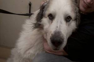 Meet four-year-old Ragnar who is available for adoption. (Jen Zielinski/ Black Press Media)