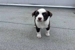 One of the seven pups soon to be available for adoption. (Jen Zielinski/ Black Press Media)