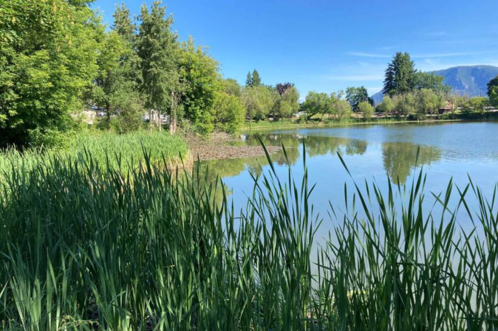 McGuire Lake, an important urban lake in the downtown of Salmon Arm. (BC World Water Week photo)
